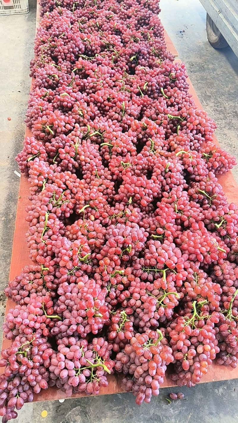精品欧洲无核颗粒，串形口感**大量出货中，欢迎八方来客品