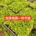 沭阳佛甲草方盘电商一件代发咨询联系客服