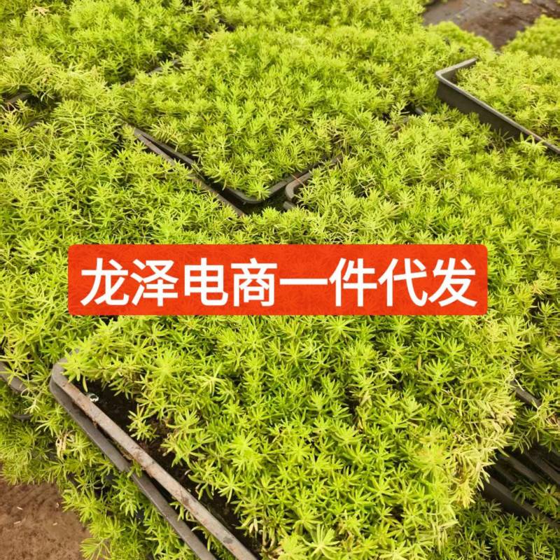 沭阳佛甲草方盘电商一件代发咨询联系客服