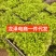 沭阳佛甲草方盘电商一件代发咨询联系客服
