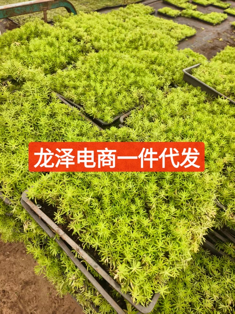 沭阳佛甲草方盘电商一件代发咨询联系客服