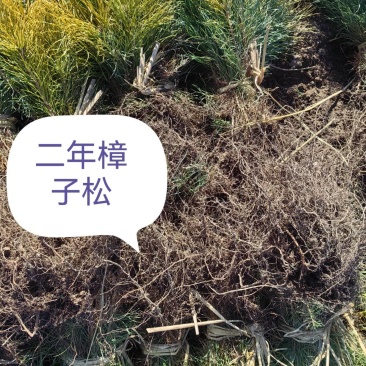 东北樟子松二年一年高度10公分到40公分高。