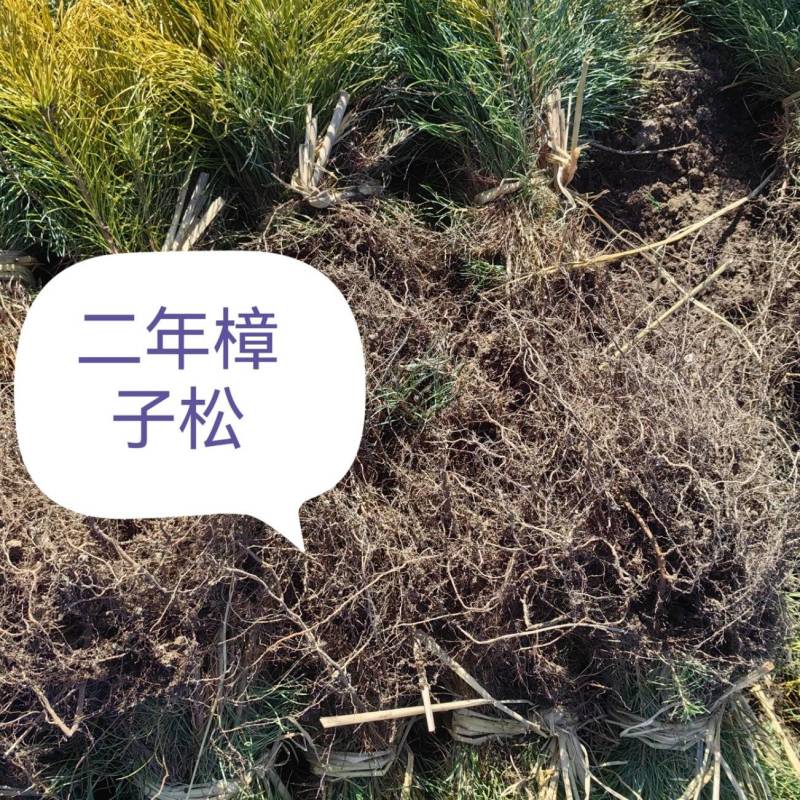 东北樟子松二年一年高度10公分到40公分高。