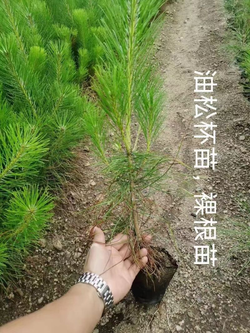 东北樟子松二年一年高度10公分到40公分高。