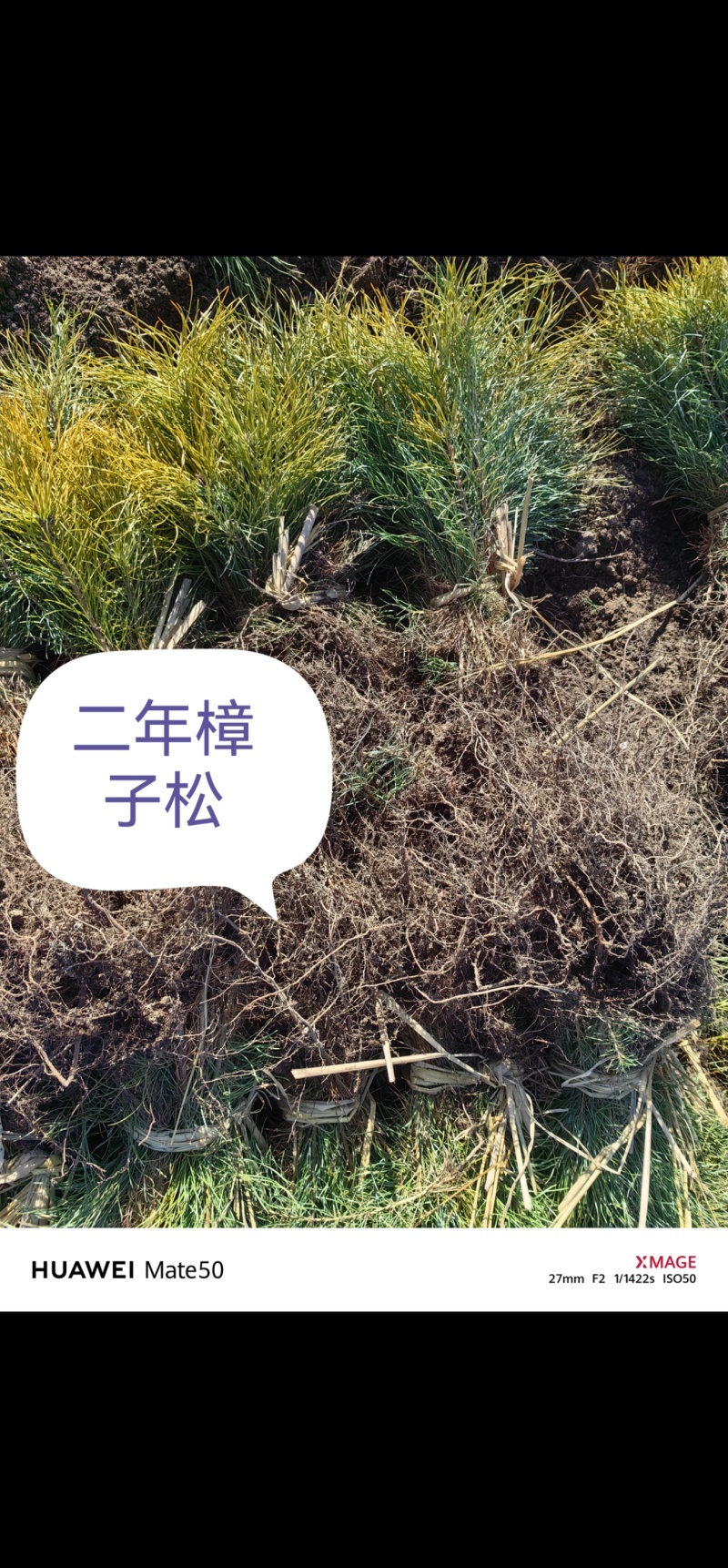东北樟子松二年一年高度10公分到40公分高。