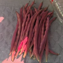 大紫袍豆角十粒红豆角马上大量上市！