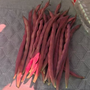 大紫袍豆角十粒红豆角马上大量上市！