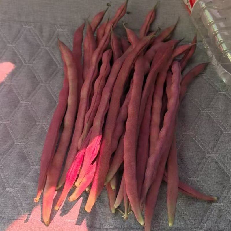 大紫袍豆角十粒红豆角马上大量上市！