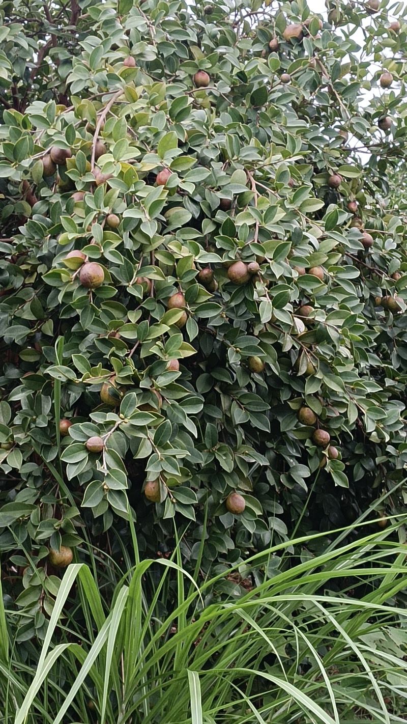 油茶鲜果