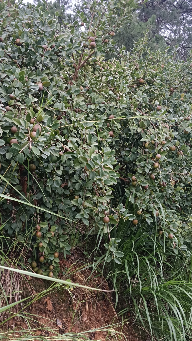 油茶鲜果
