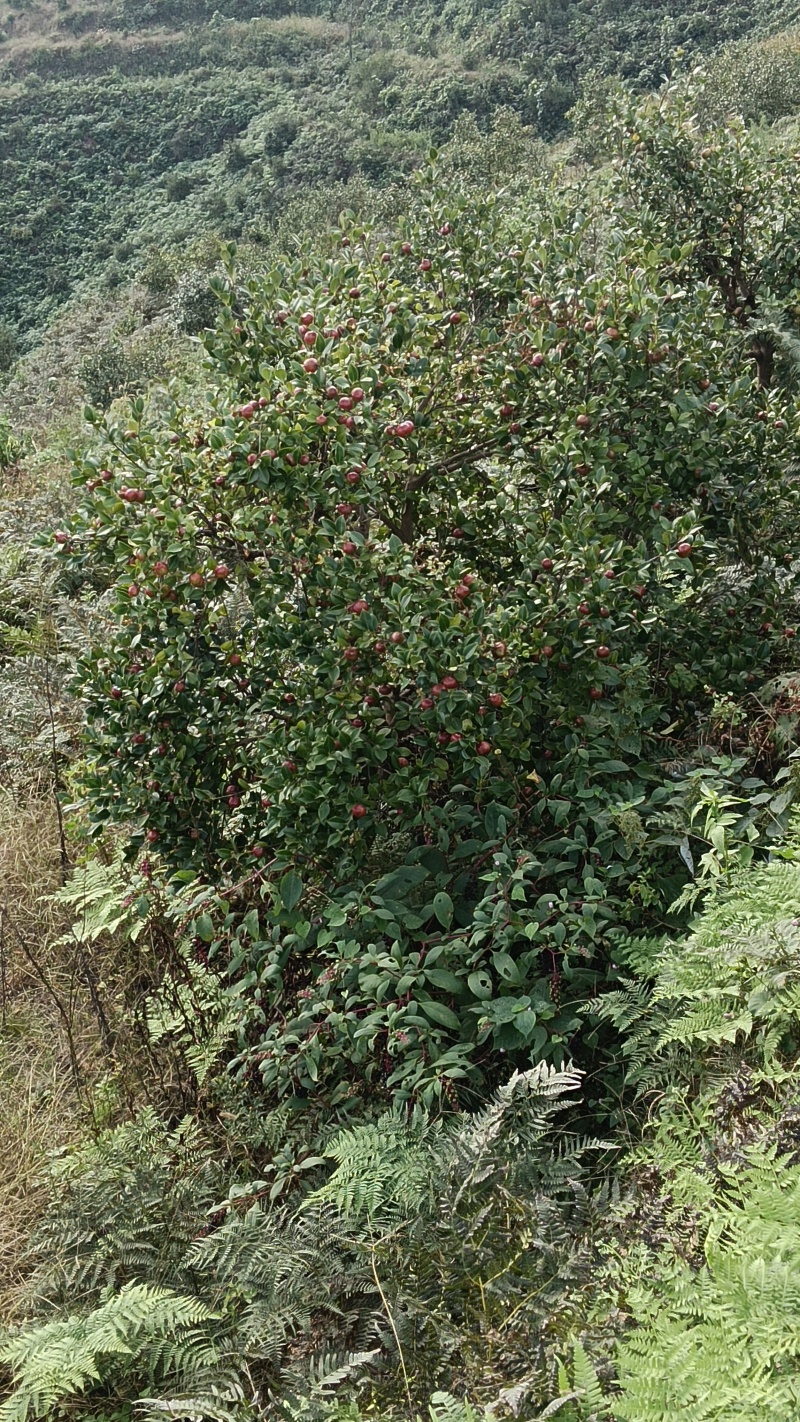 油茶鲜果