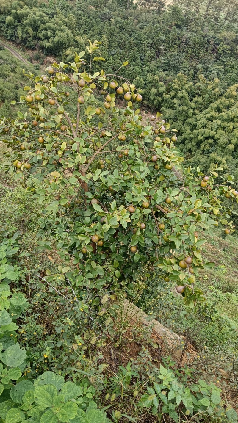 油茶鲜果
