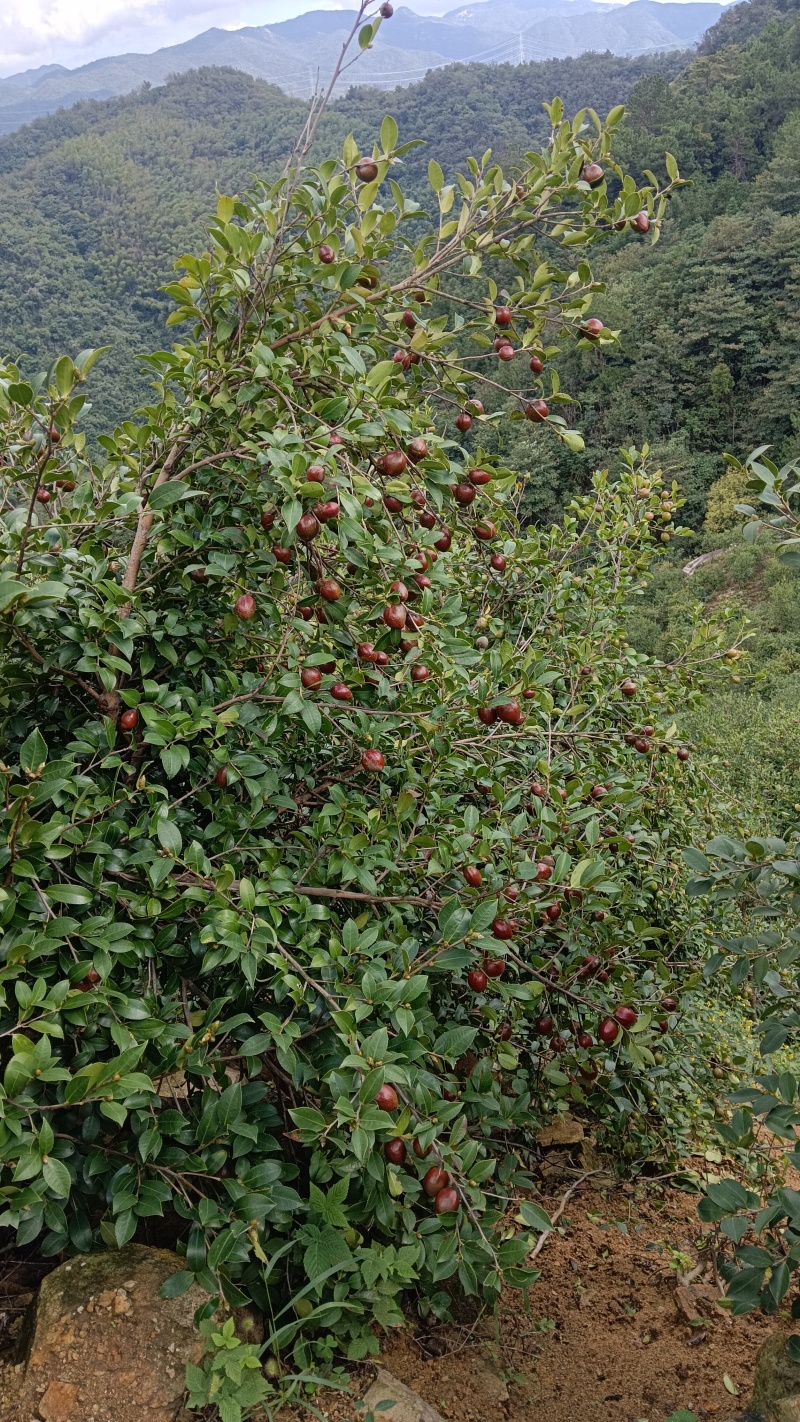 油茶鲜果