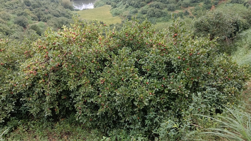 油茶鲜果