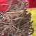 量大从优保质保量欢迎电话咨询新鲜虫草现货火爆销售中