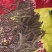 量大从优保质保量欢迎电话咨询新鲜虫草现货火爆销售中