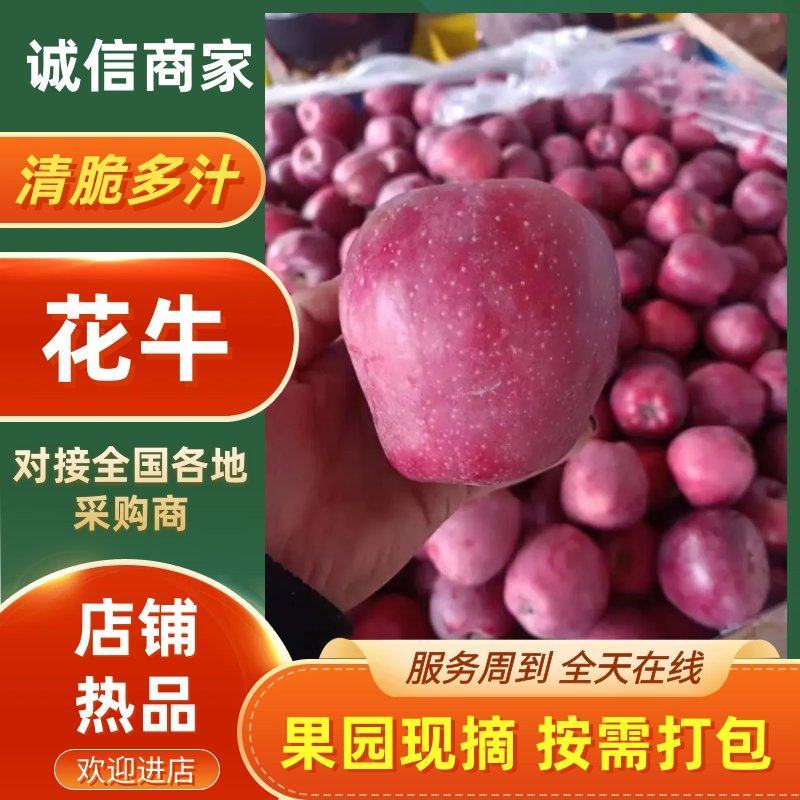 礼县花牛苹果产地直发一手货源充足品质保证价格美丽