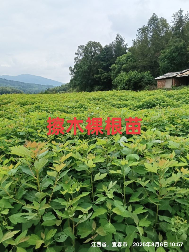 檫木