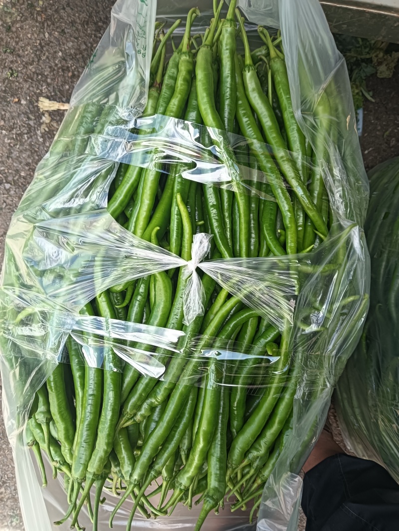 8号线椒