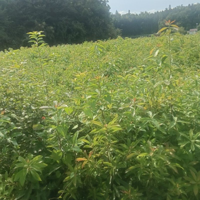 木荷