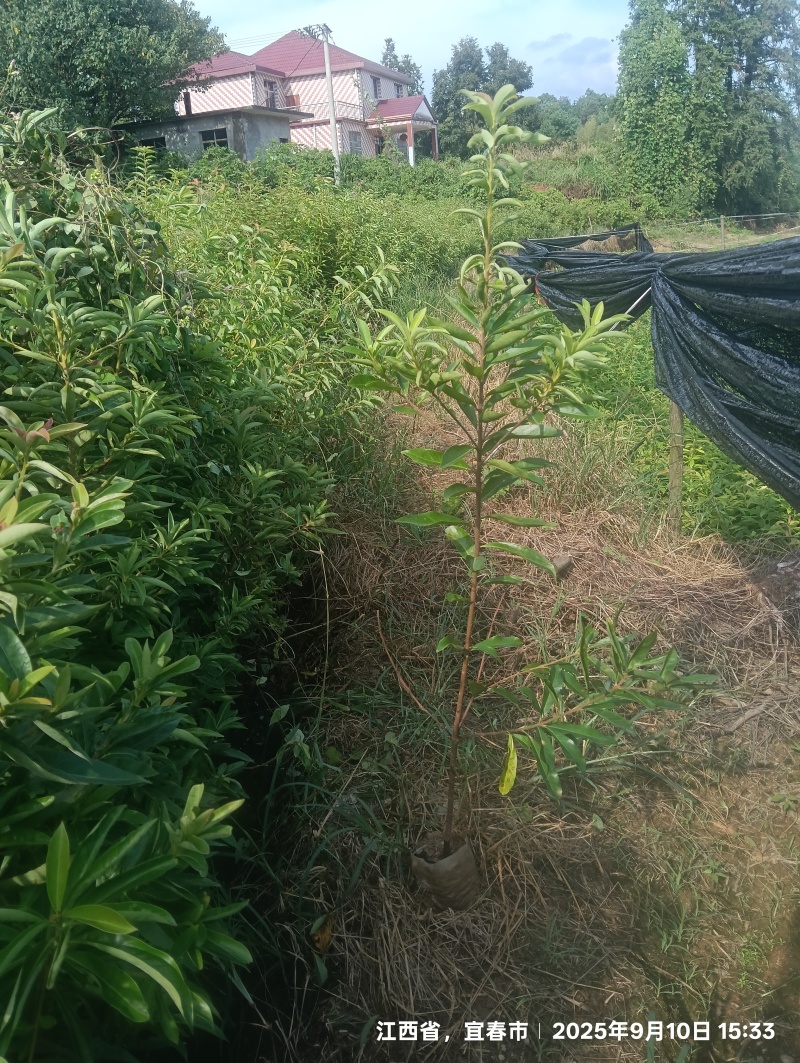 木荷