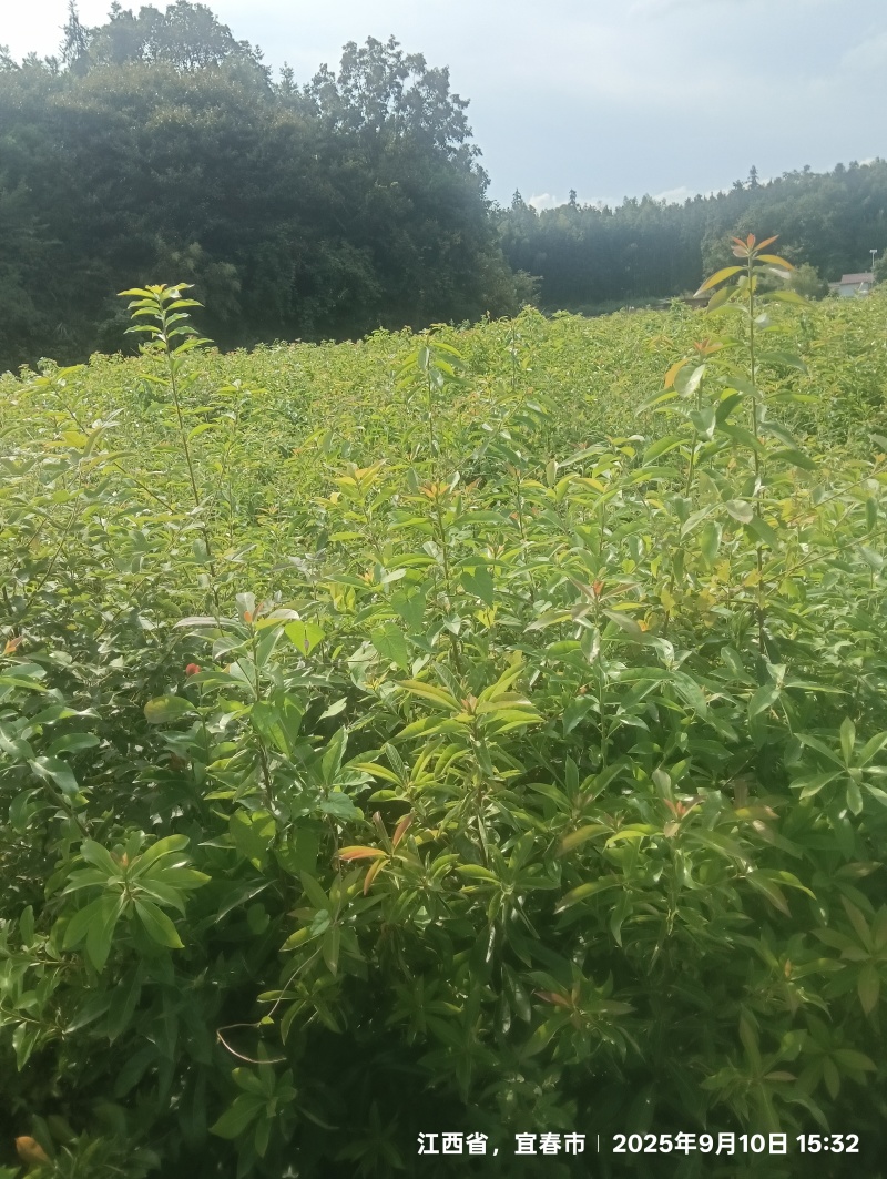 木荷