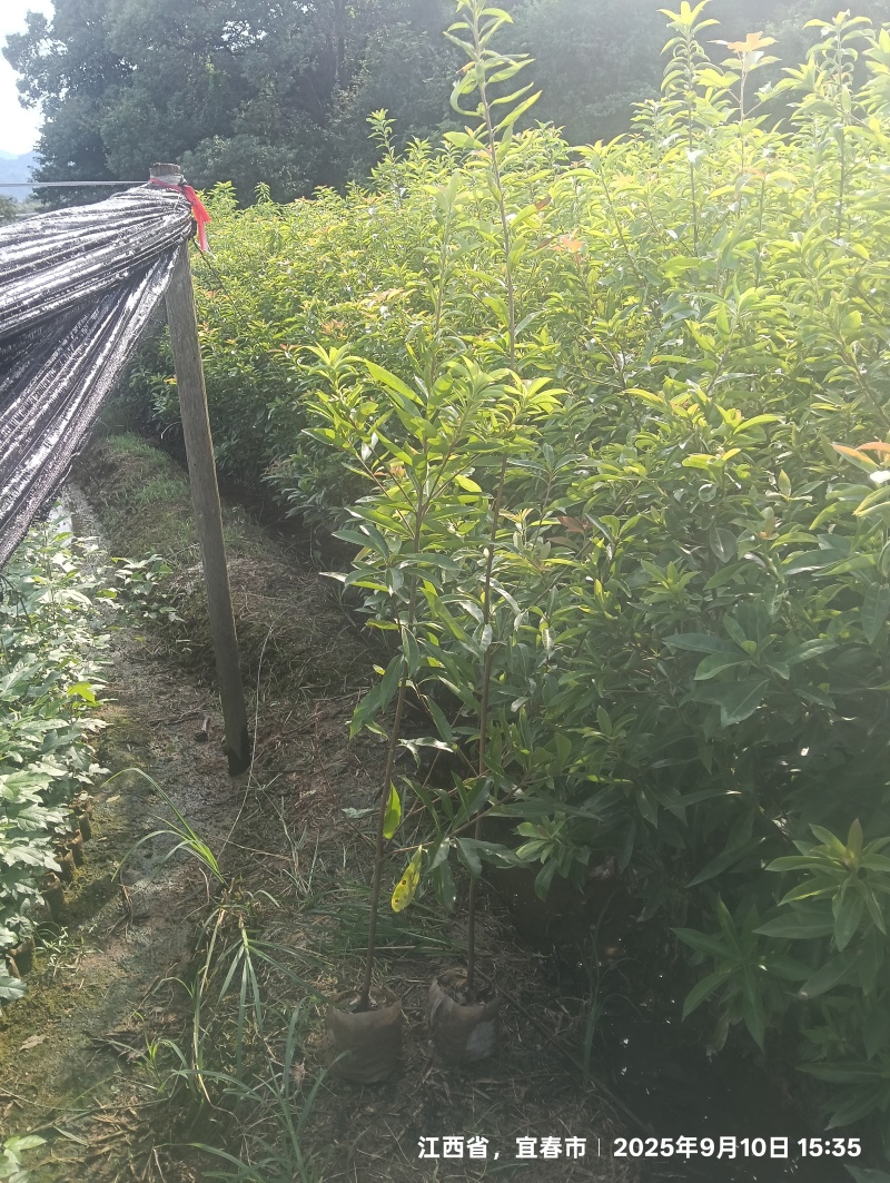 木荷