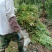 木荷