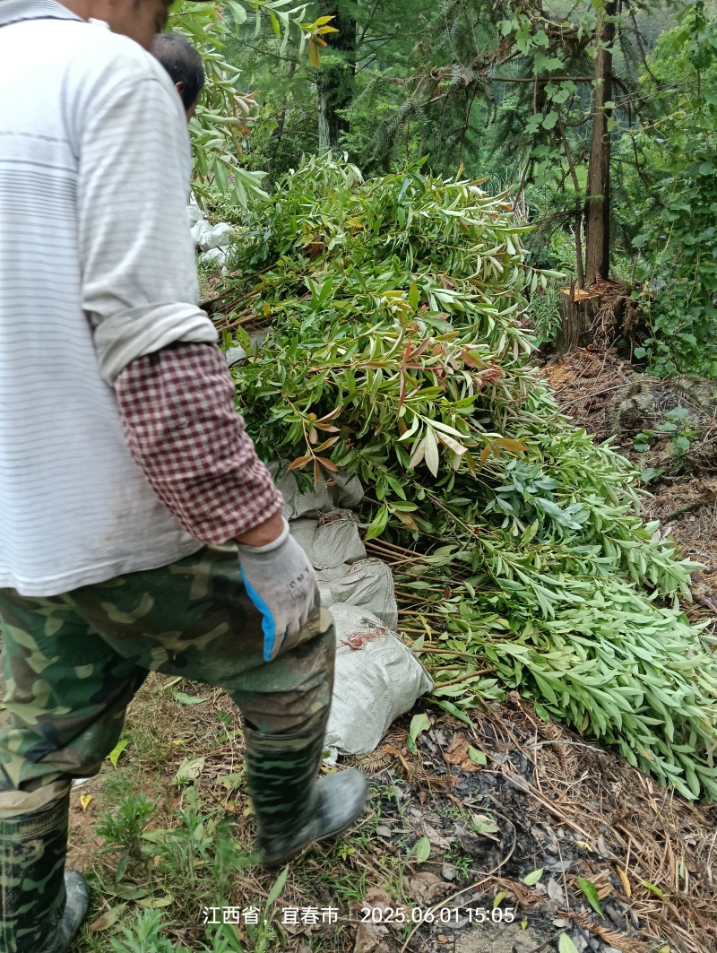 木荷