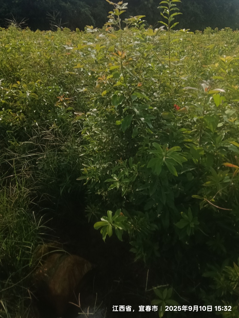 木荷