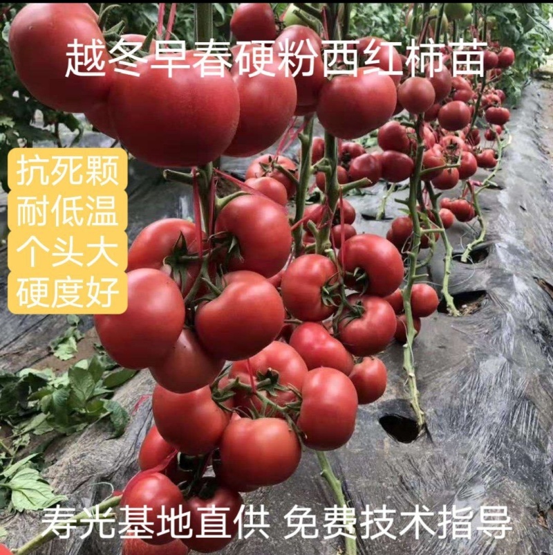 佳特大果硬粉西红柿苗早熟耐裂抗病毒强，抗死棵产量高