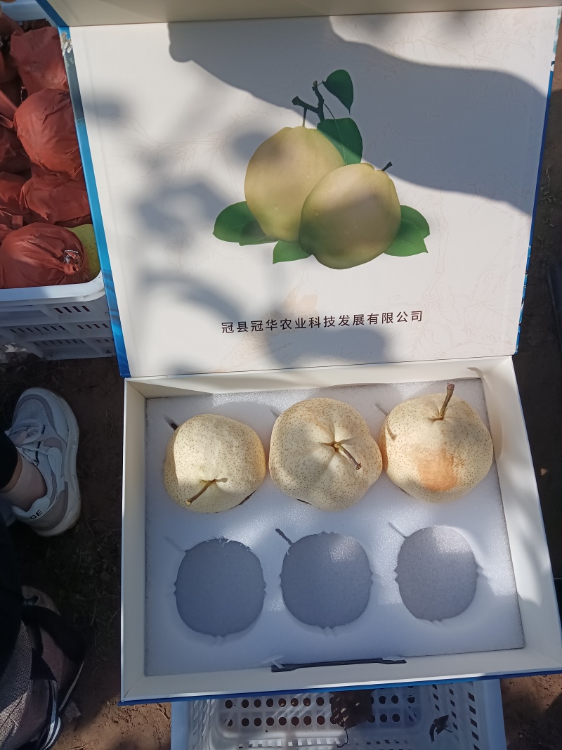 山东冠县山农酥梨，脆甜多汁无渣，支持各大商超批发平台！