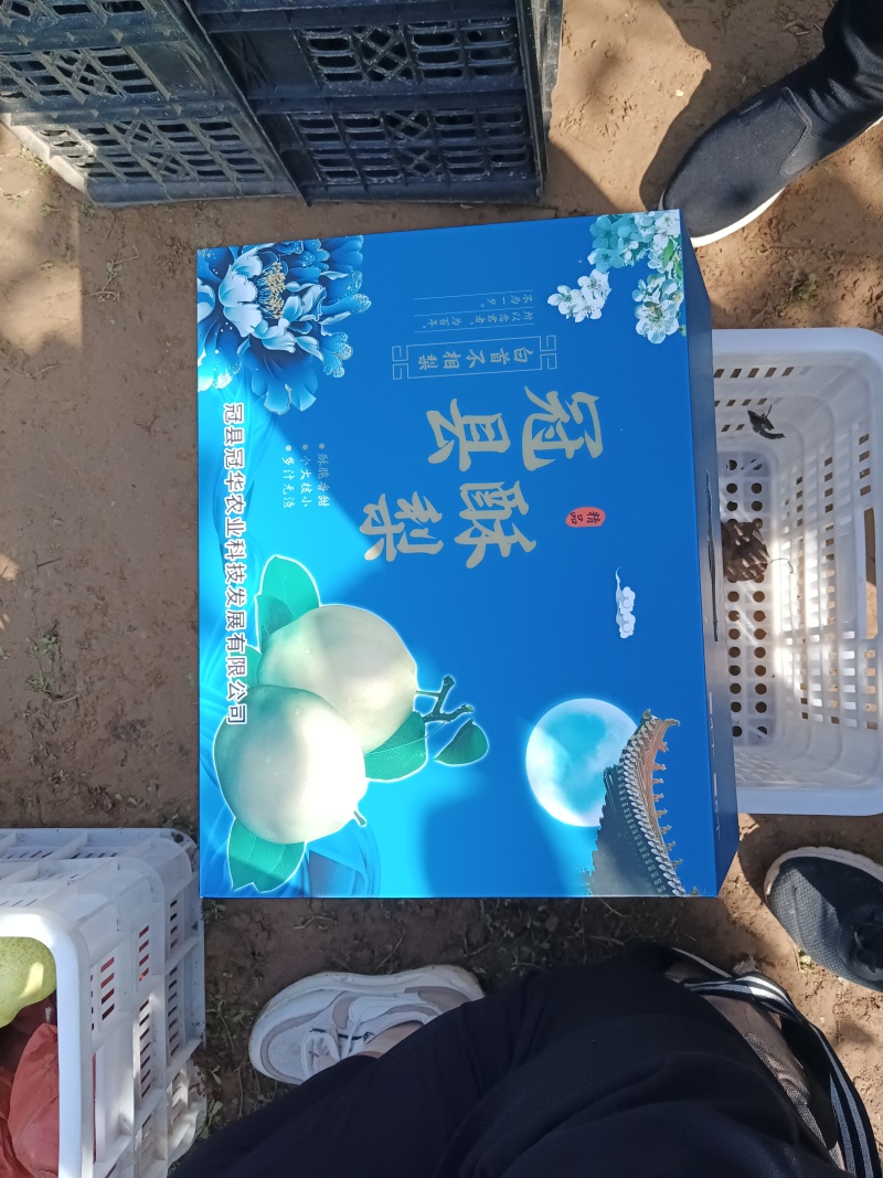 山东冠县山农酥梨，脆甜多汁无渣，支持各大商超批发平台！