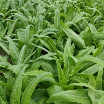 油麦菜