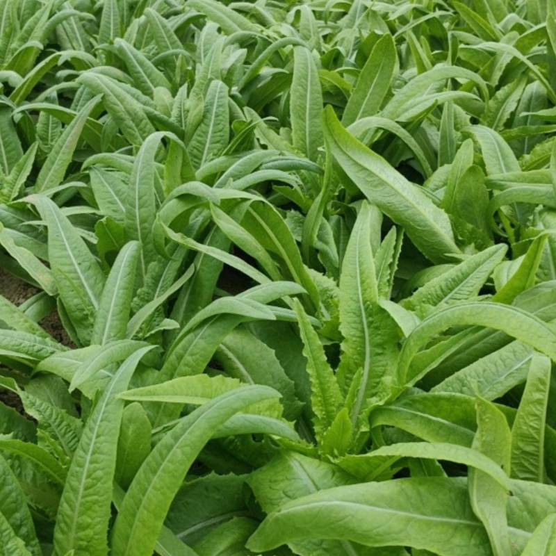 油麦菜