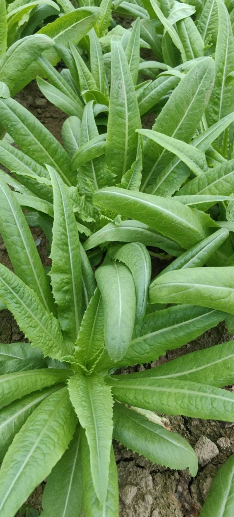 油麦菜
