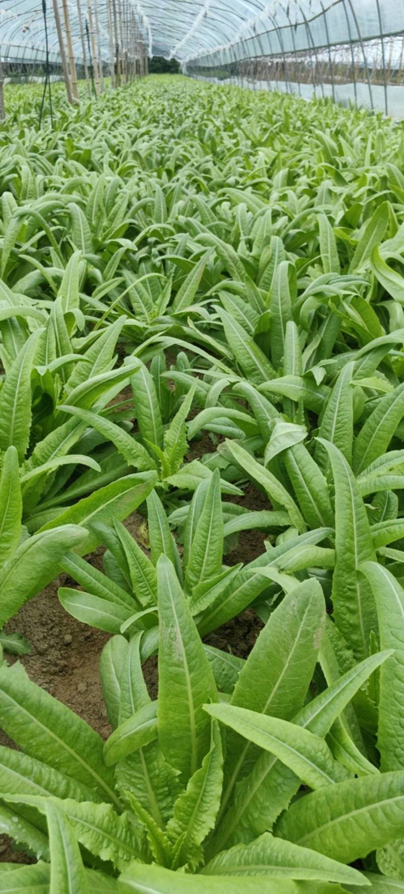 油麦菜