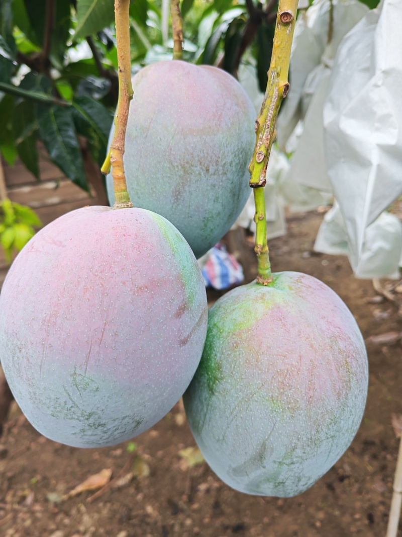 凯特芒果上线，没得科技与狠活！！速联系