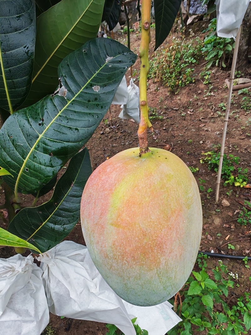 凯特芒果上线，没得科技与狠活！！速联系