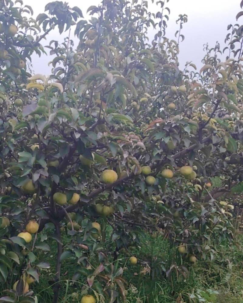 河套特产苹果梨，10亩产量约6万斤，脆甜，口感好，3两以上起