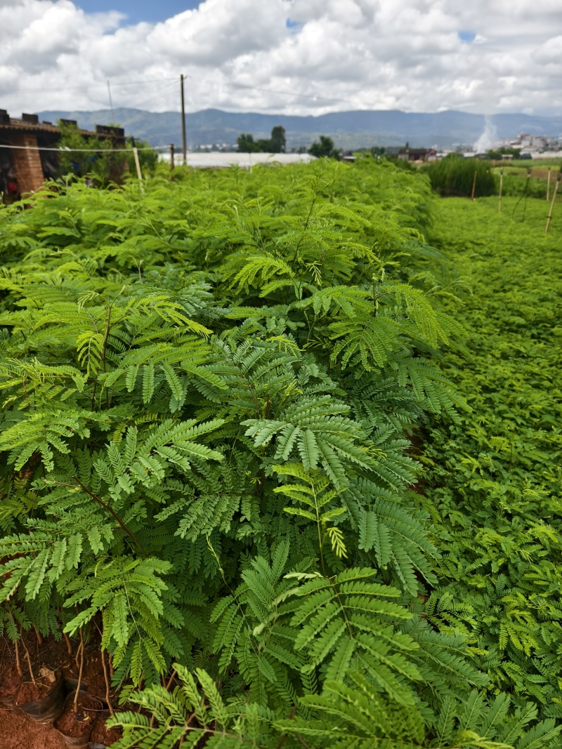 银合欢