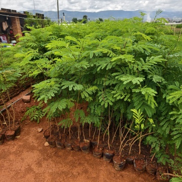 银合欢