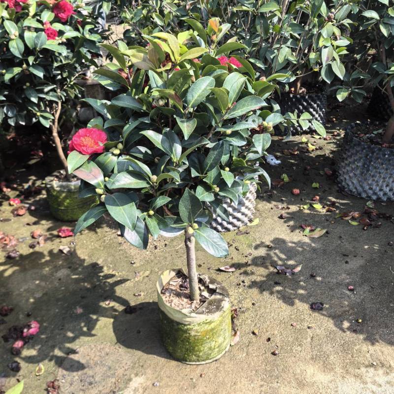 四季茶花