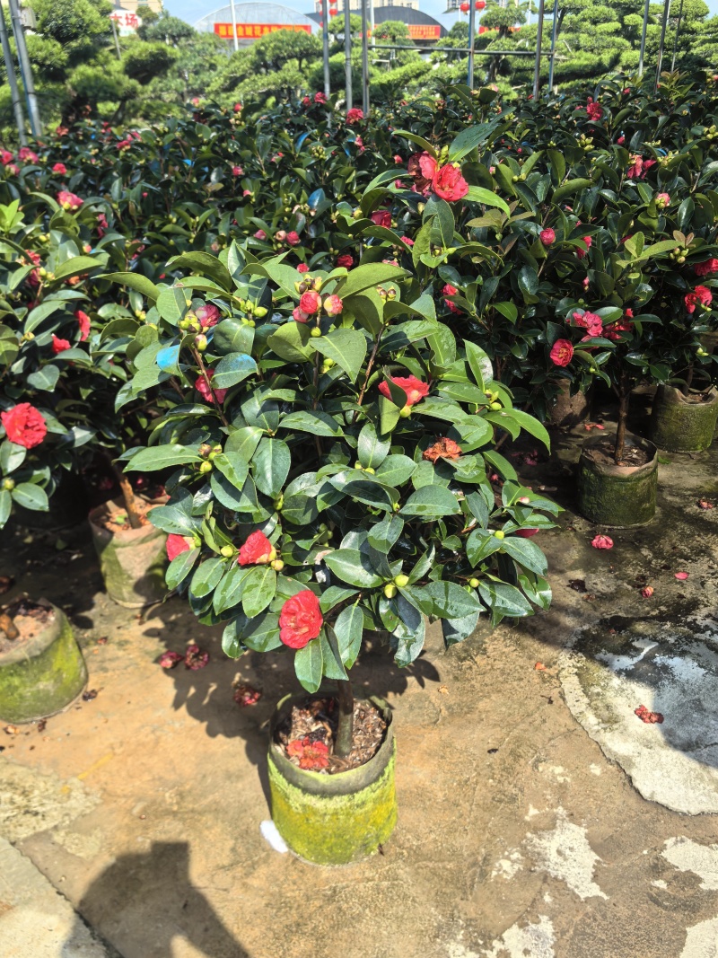 四季茶花