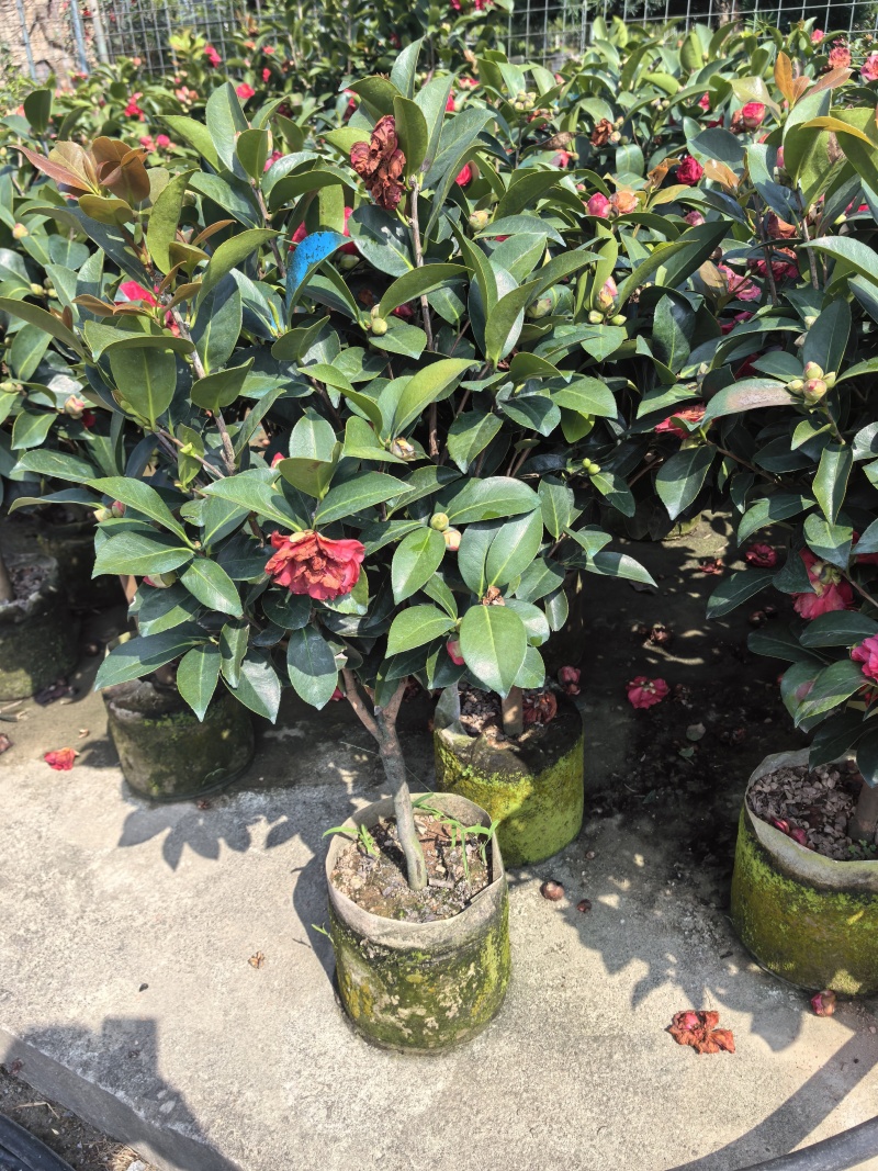 四季茶花