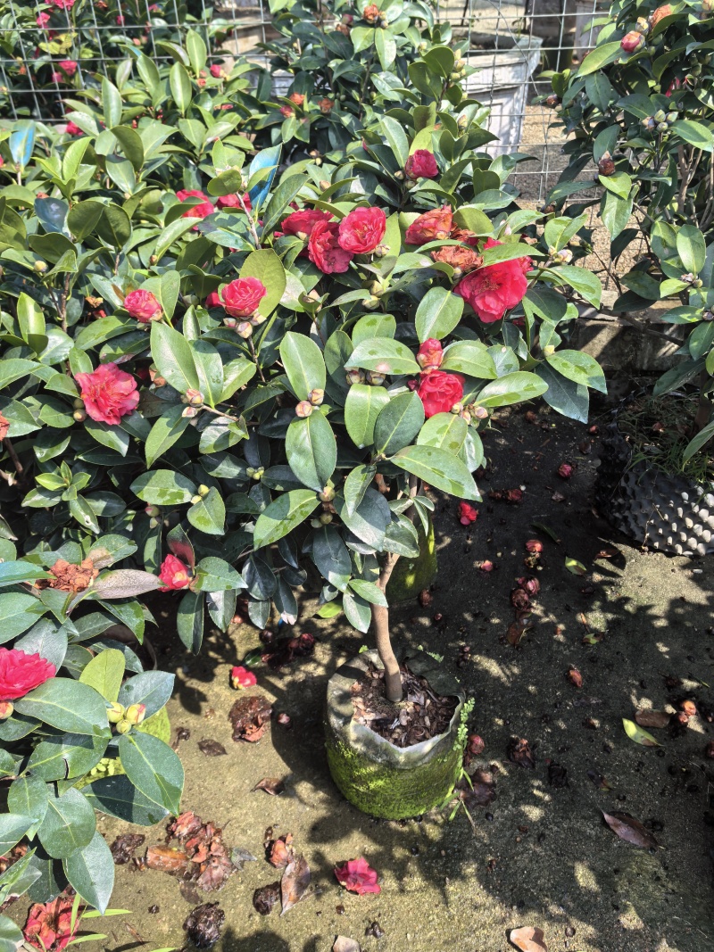 四季茶花