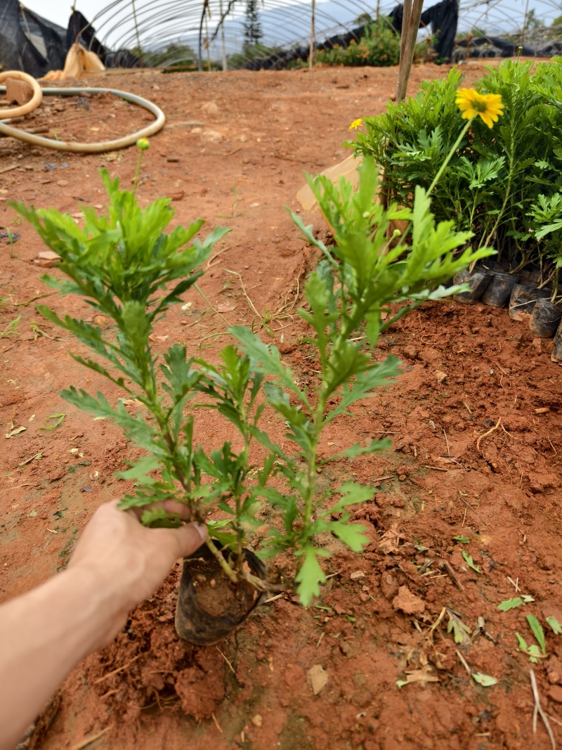 木春菊