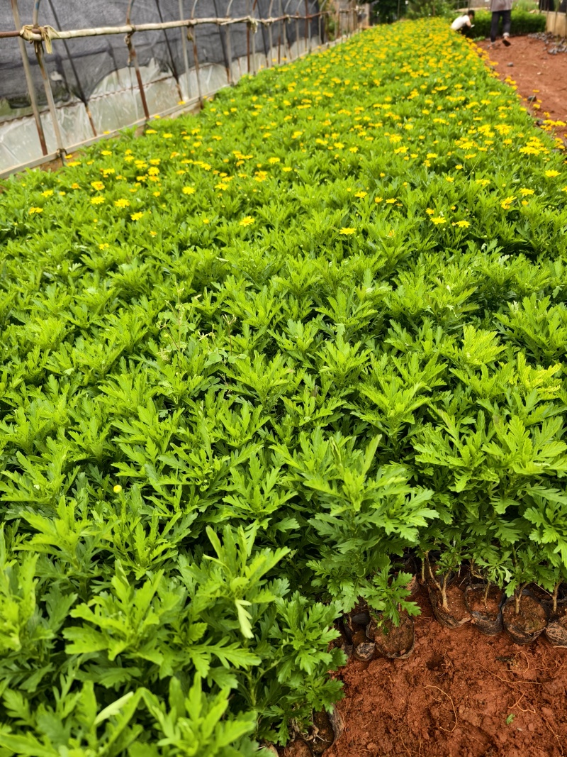 木春菊