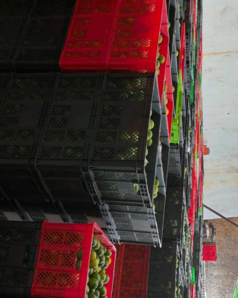 云南哀牢山冰糖橙支持视频看货，可发往全国市场！