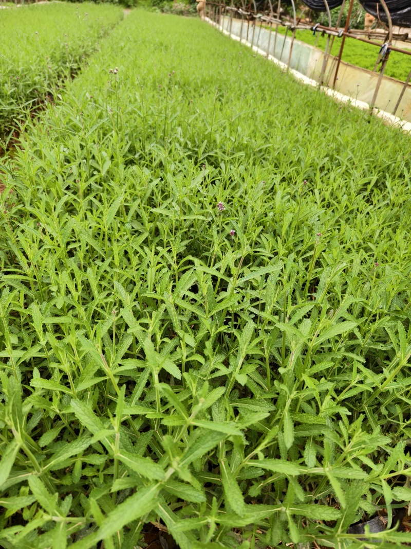 马鞭草